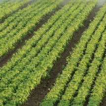 Agro-Industry