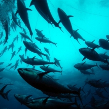 Fisheries