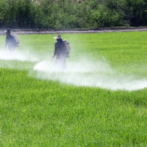 Pesticides Industry