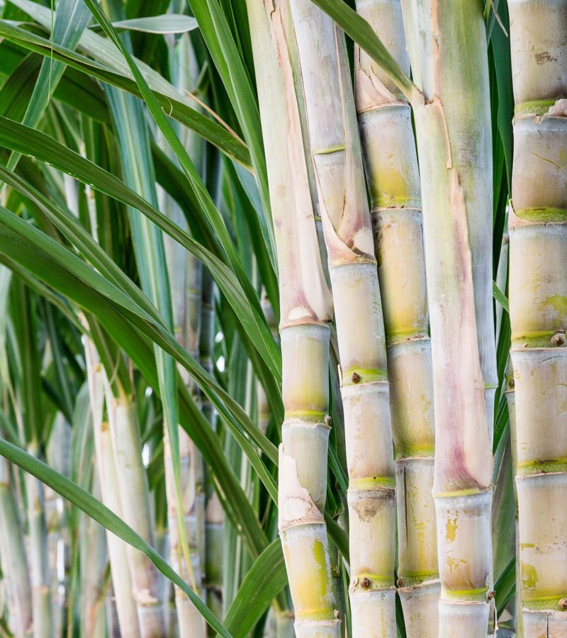 sugar-cane-garden-consumption sugar-cane-garden-consumption